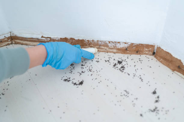 Best Affordable Pest Control Services  in Bishop, CA